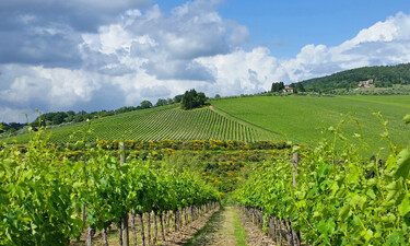 The Tignanello Vineyard in Tuscany SWT 02 375