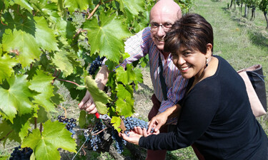 Harvesting grapes on a private tuscany wine tour