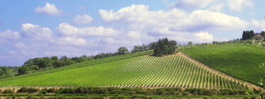 Chianti Tignanello Vineyard 375x140 Chianti Tignanello Vineyard 375x140