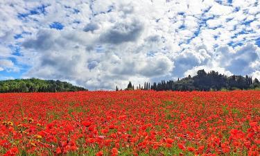 Poppies in Tuscany spring 2019