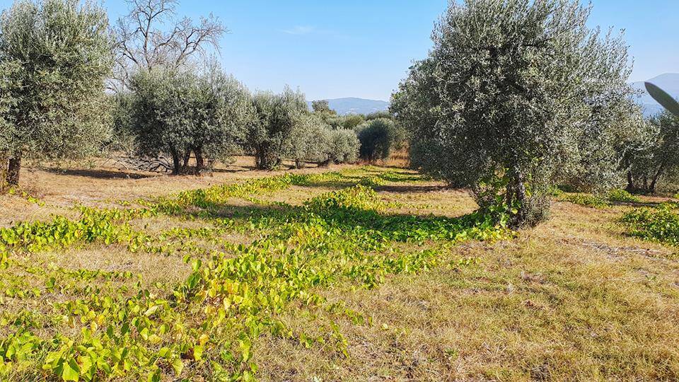 Uncultivated grape vines