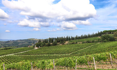 Vineyards in Tuscany