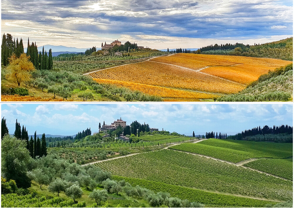 Collage showing alternate best times for a Tuscan wine tour