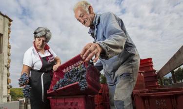 Harvest in Montalcino
