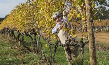 Vineyards in Montalcino