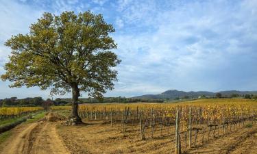 Vineyards in Montalcino