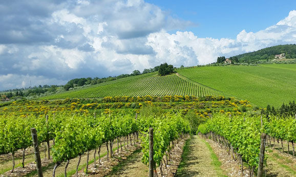 Tignanello vineyard in Tuscany