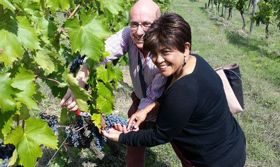 Harvesting Tuscany 578x346 82kb