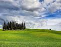Famous Tuscan scenery the circle of pine trees in Valdorcia