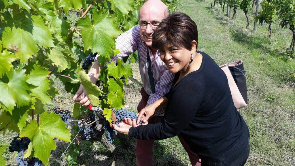 Harvesting grapes in Tuscany