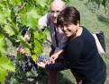 Harvesting grapes inTuscany