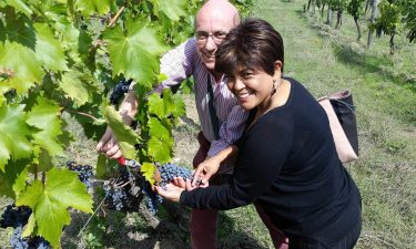 Harvesting grapes inTuscany