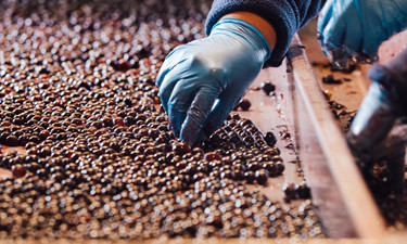 Hand selection of grape berries Galgliole winery