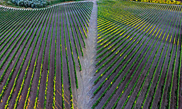 Brunello Montalcino vineyards in Tuscany