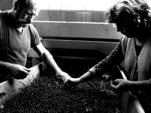 Selecting grapes at Tenuta degli Dei winery
