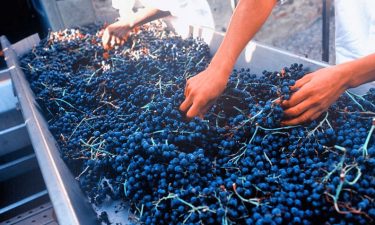 Selecting grapes individually before fermentation