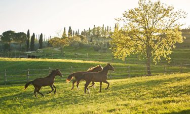 Horses in Chianti Tuscany