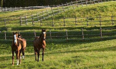 Horses in Chianti Tuscany