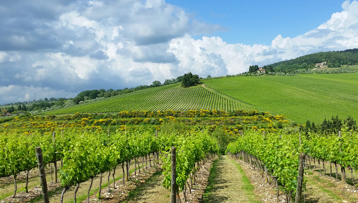 Cheap Wine Tours Tuscany Cheap Wine Tours Tuscany